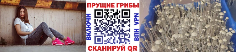 Псилоцибиновые грибы прущие грибы  Купить закладки  Волосово 